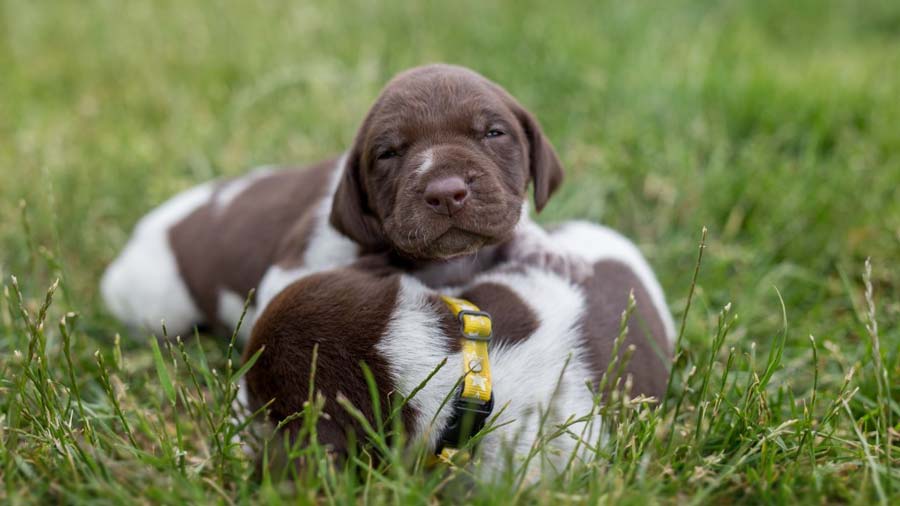 German Shorthaired Pointer Puppy (Lie, Face)