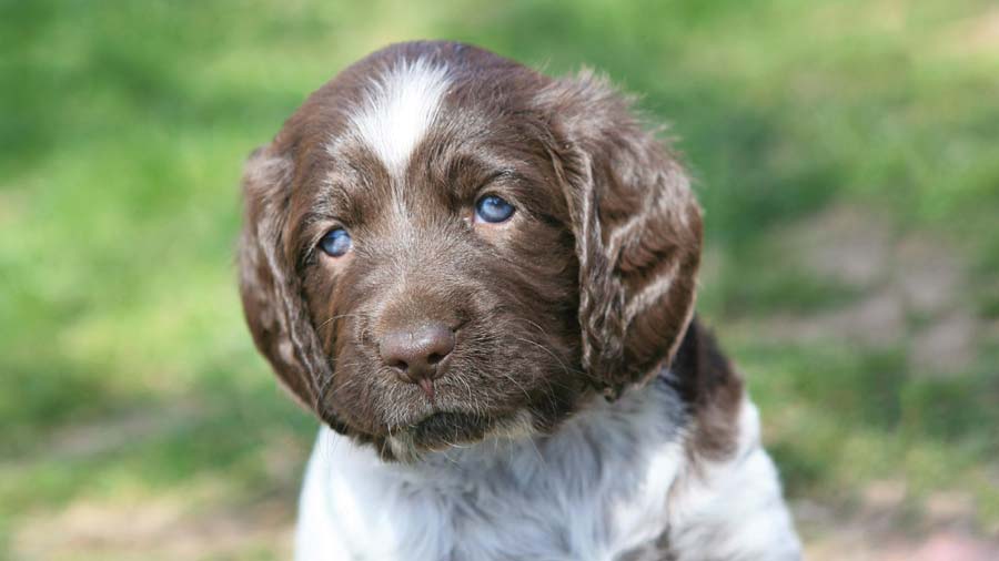 German Shorthaired Pointer Puppy (Face, Look)