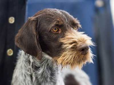 German Wirehaired Pointer