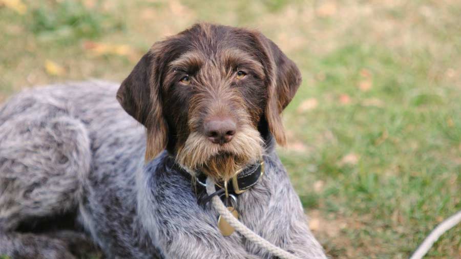 German Wirehaired Pointer (Muzzle, Face)