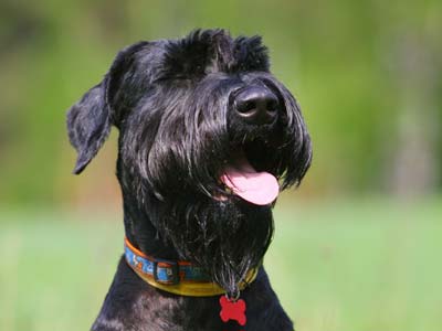 Giant Schnauzer