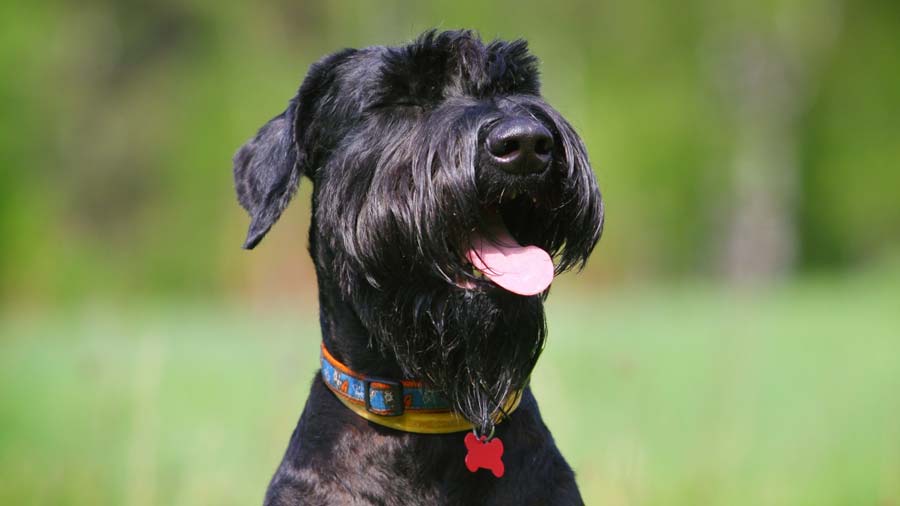 Giant Schnauzer (Black, Face)