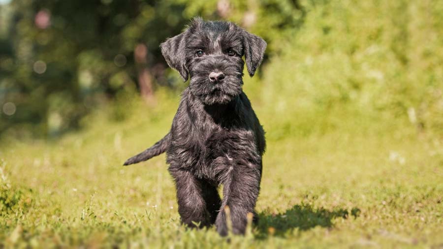 Giant Schnauzer Puppy (Black, Walk)