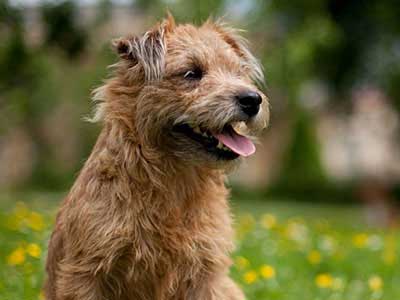 Glen of Imaal Terrier