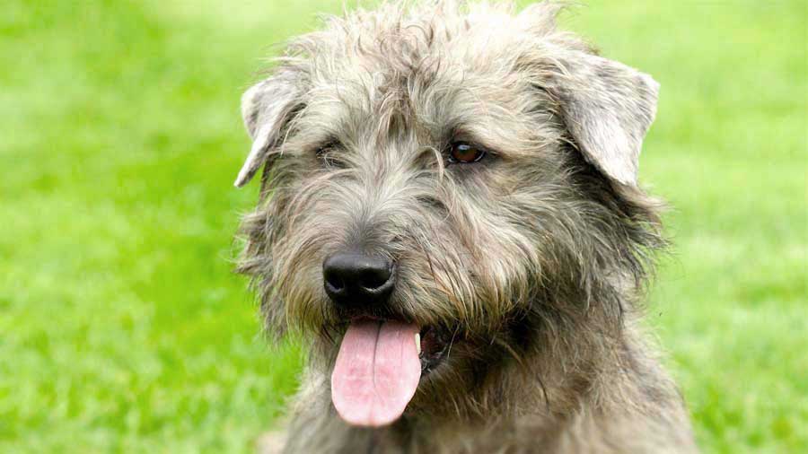 Glen of Imaal Terrier (Muzzle, Face)