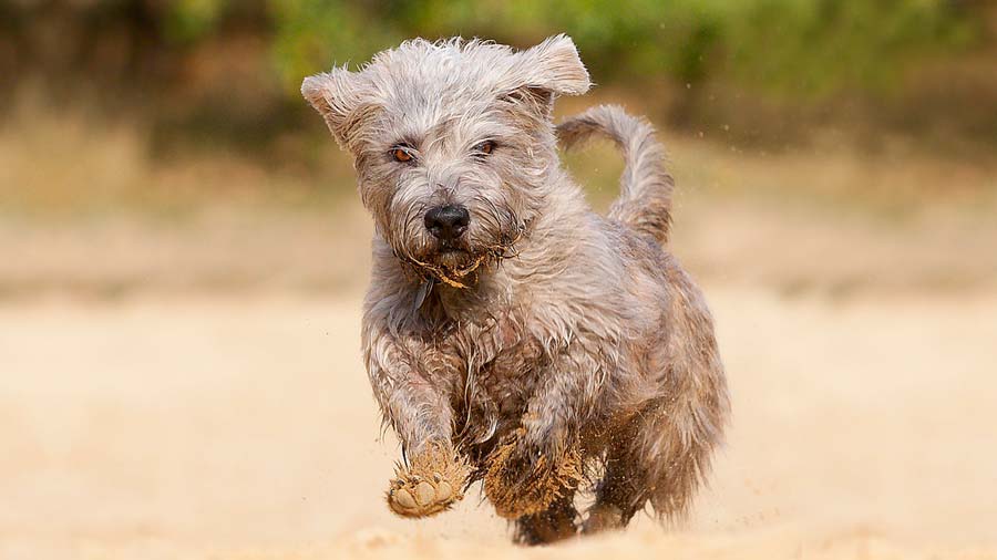 Glen of Imaal Terrier Puppy (Muzzle, Face)