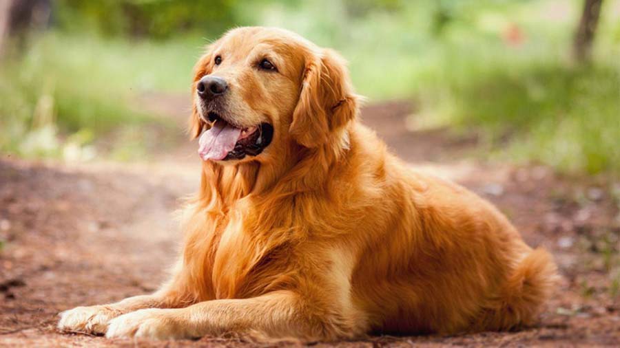 Golden Retriever (GoldenDark Golden, Sitting)