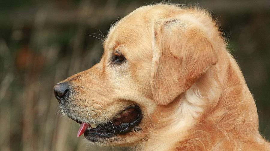 Golden Retriever (Golden, Head)