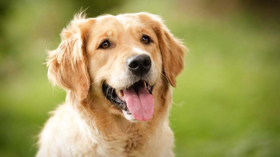 Golden Retriever (Golden, Face)