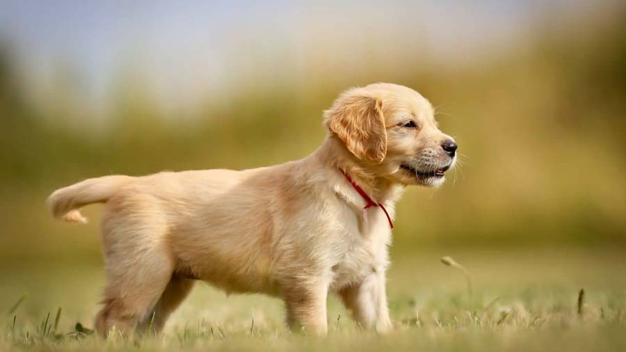 Golden Retriever Puppy (Side View, Standing)