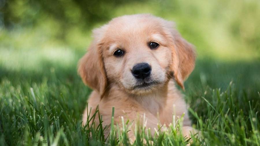 Golden Retriever Puppy (Face, Head)