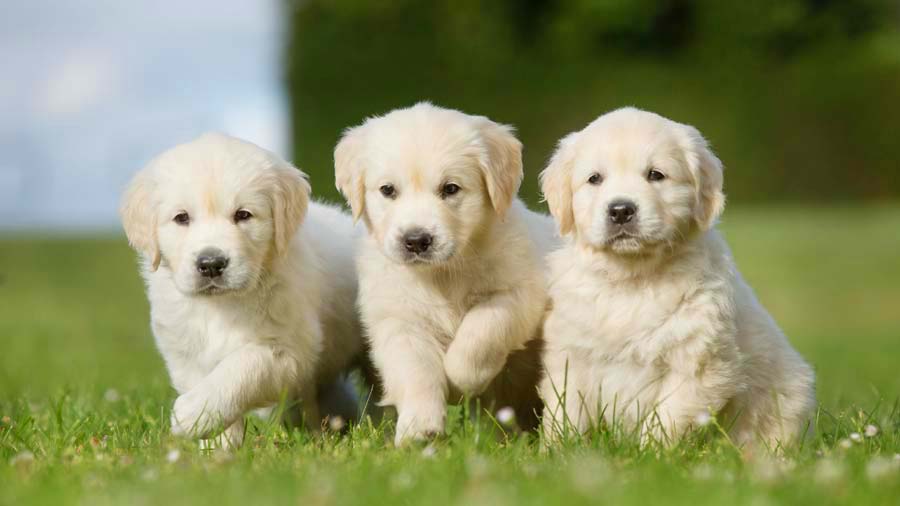 Golden Retriever Puppy (Light Golden, Face)