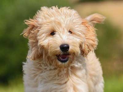 Goldendoodle