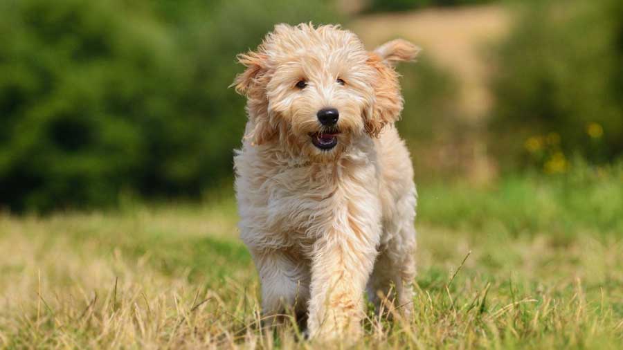 Goldendoodle (Yellow, Standing)