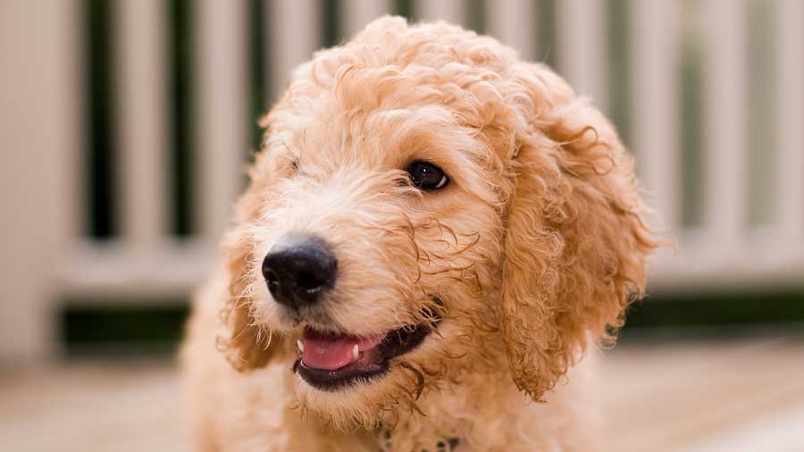 Goldendoodle Puppy (Face, Muzzle)