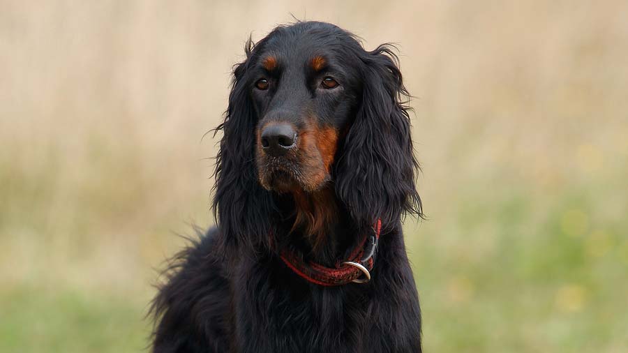 Gordon Setter (Black & Tan, Face)