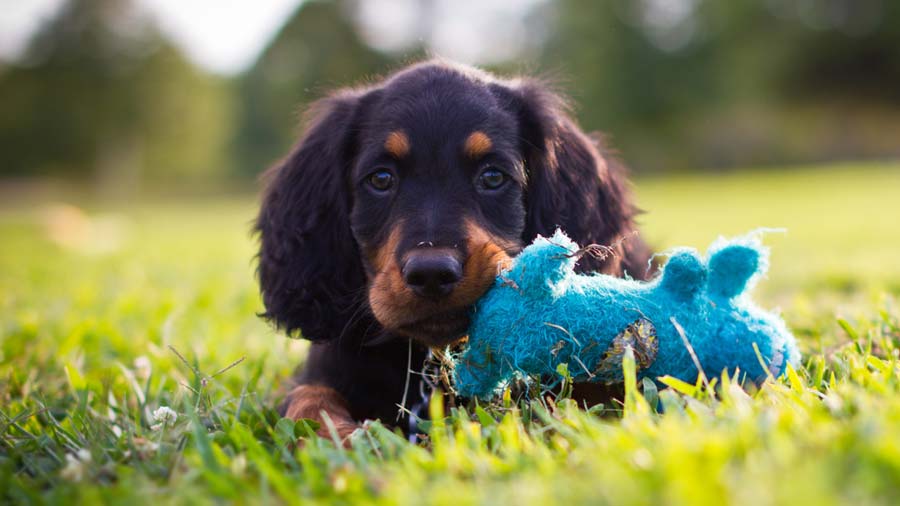 Gordon Setter Puppy (Lying, Face)