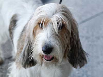 Grand Basset Griffon Vendeen