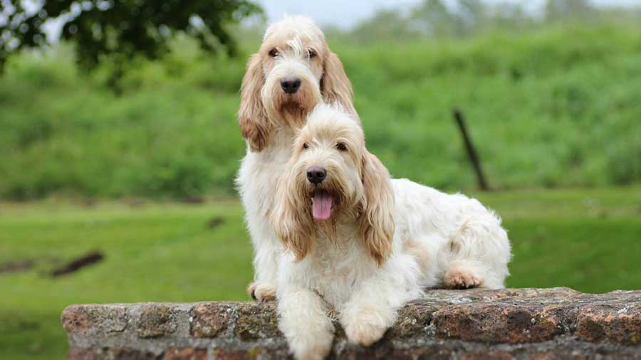 can petit basset griffon vendeen be white