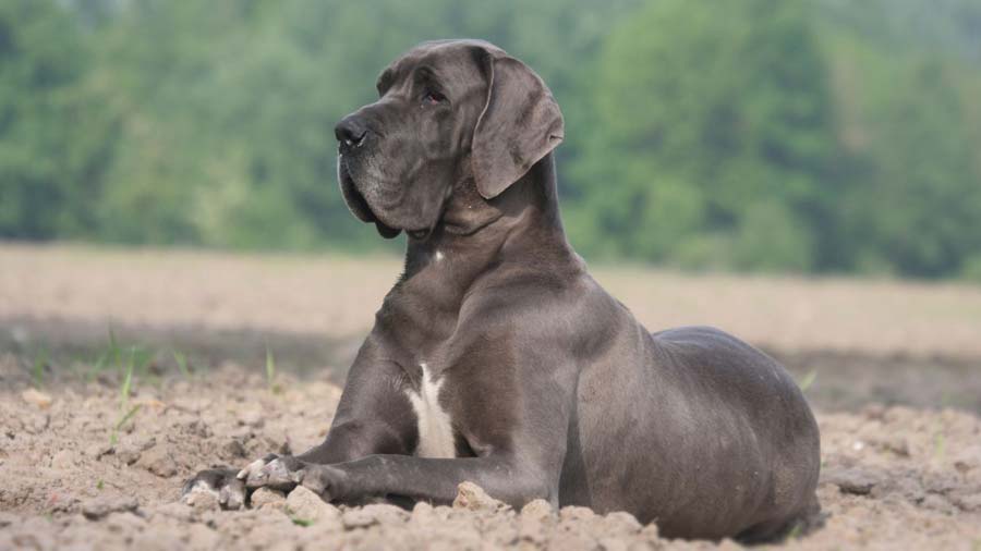 Great Dane (Black, Lie)