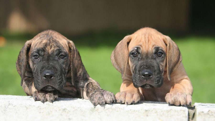 Great Dane Puppy (Brindle, Fawn)