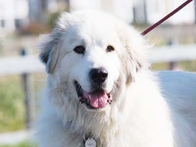 Great Pyrenees