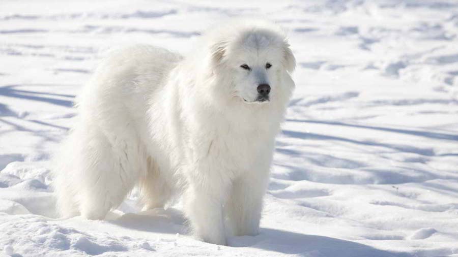 Great Pyrenees (Side View, Standing)
