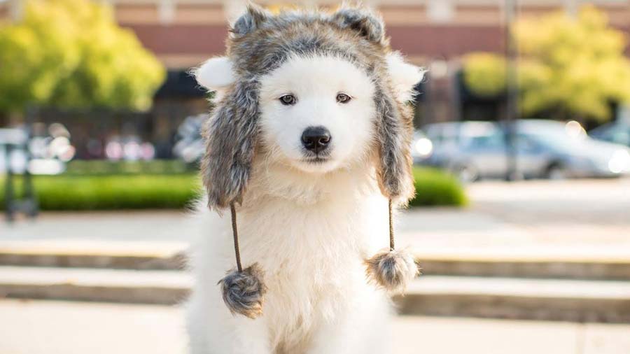 Great Pyrenees Puppy (Standing, Face)