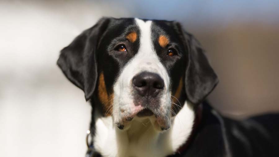 Greater Swiss Mountain Dog (Face, Muzzle)