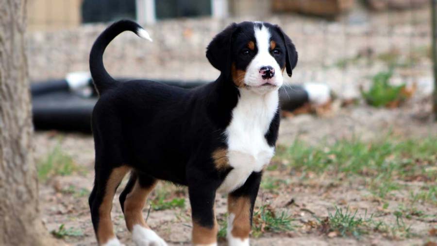 Greater Swiss Mountain Dog Puppy (Standing, Side View)