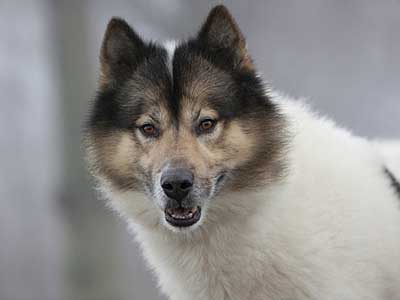 Greenland Dog