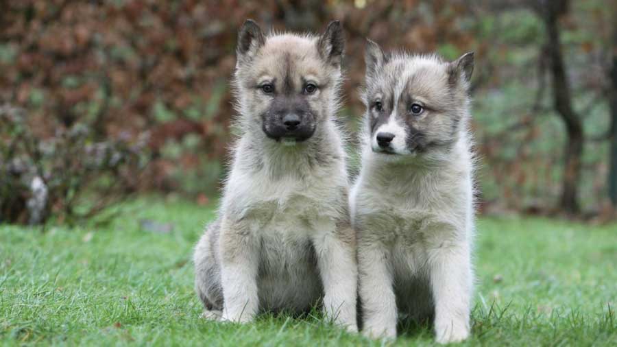 Greenland Dog Puppy (Sitting, Face)