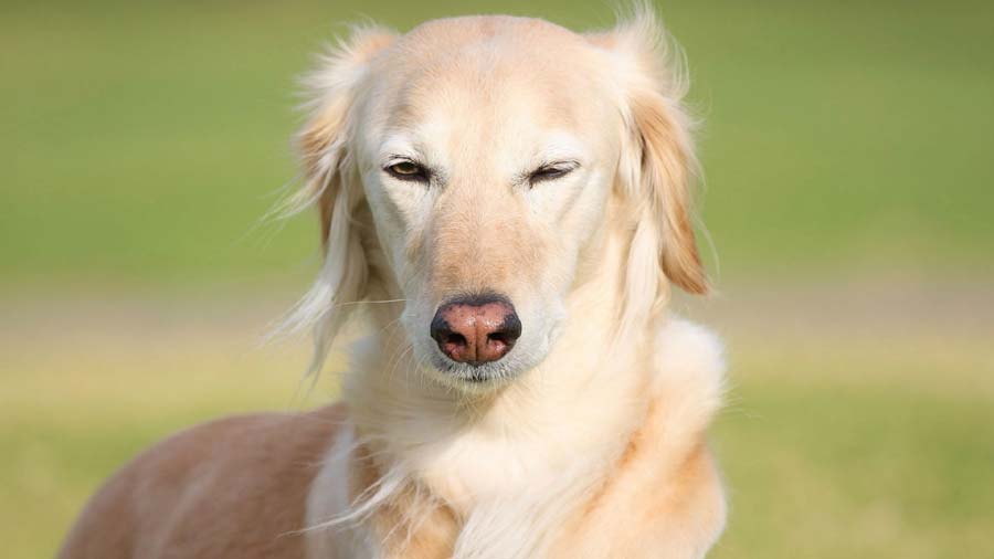 Greyhound (Muzzle, Face)