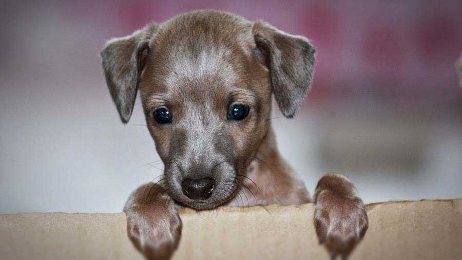 Greyhound Puppy (Gray, Face)