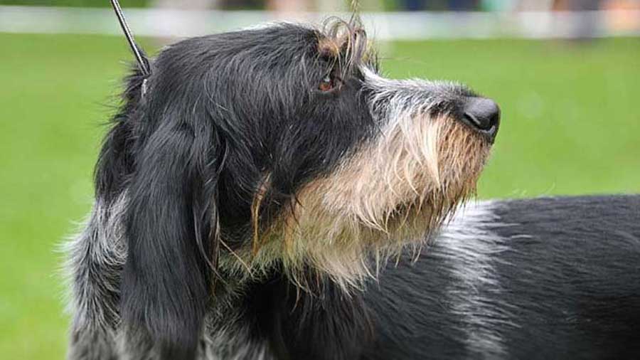 Griffon bleu de Gascogne (Side View, Head)