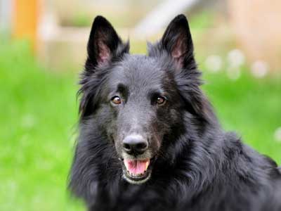 Belgian Sheepdog