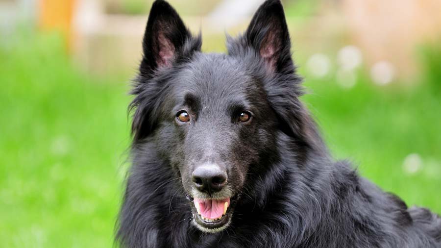 Belgian Sheepdog (Black, Face)