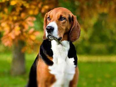 are finnish hound aggressive