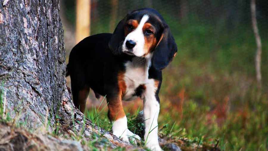 Hamilton Hound Puppy (Face, Standing)