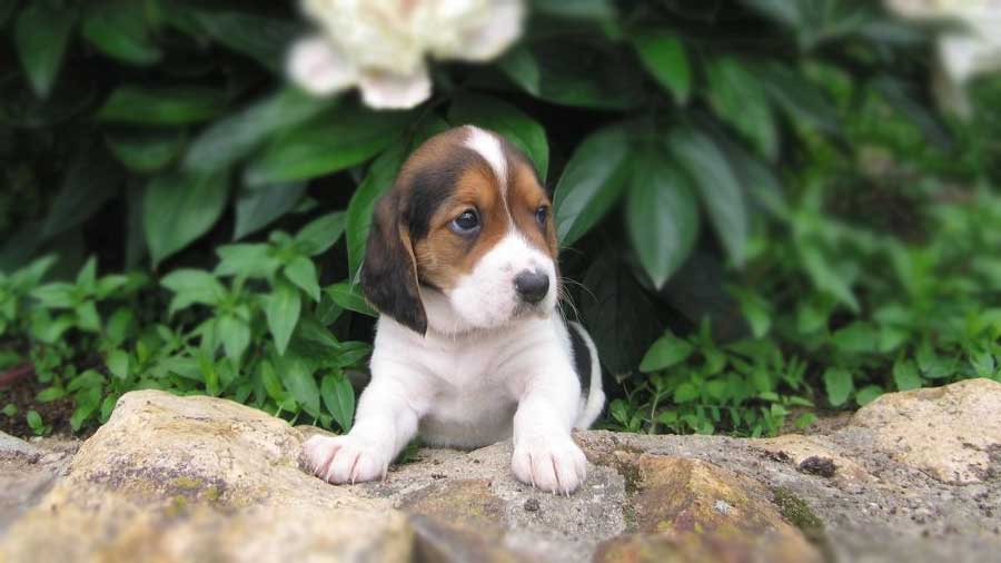 Harrier Puppy (Sitting, Black White & Tan)