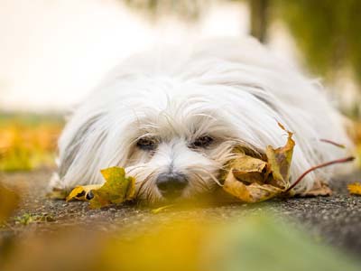 Havanese