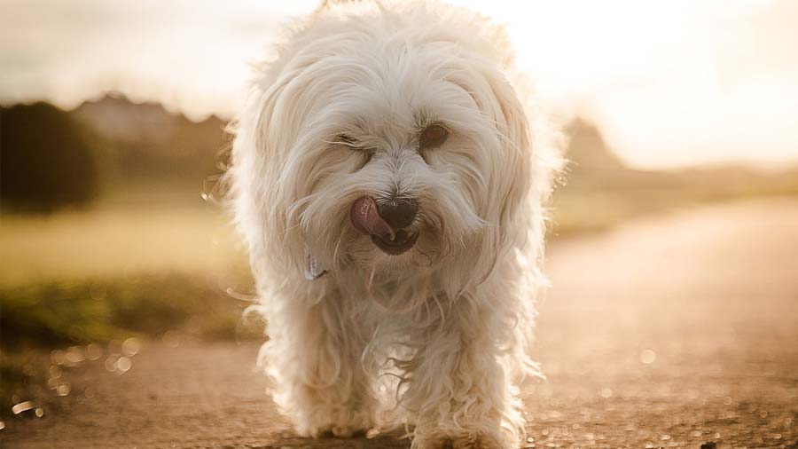 Havanese (Face, Standing)