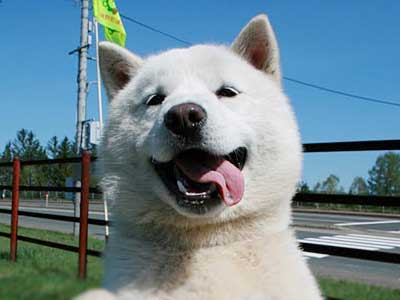 Hokkaido Dog