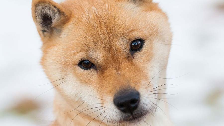Hokkaido Dog (Face, Muzzle)