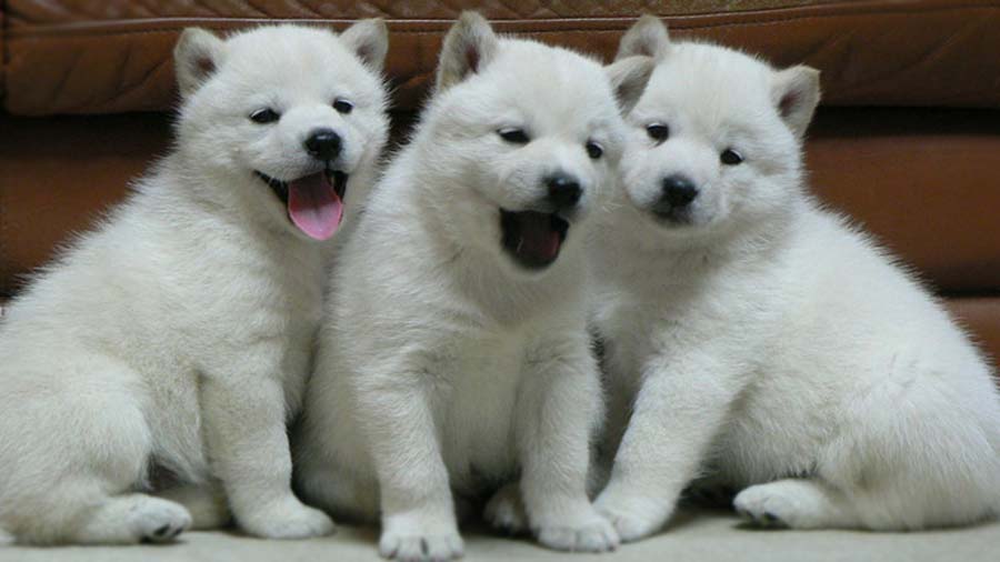 Hokkaido Dog Puppy (White, Sitting)