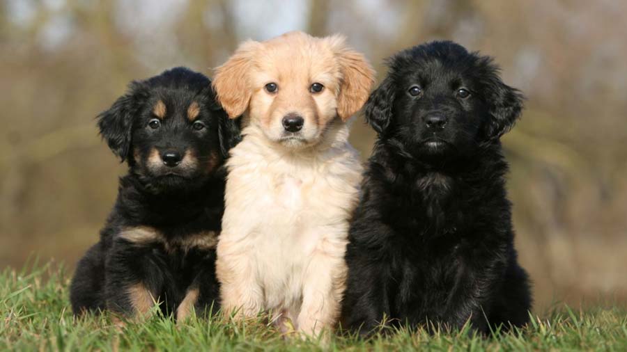 Hovawart Puppy (Puppies, Sitting)