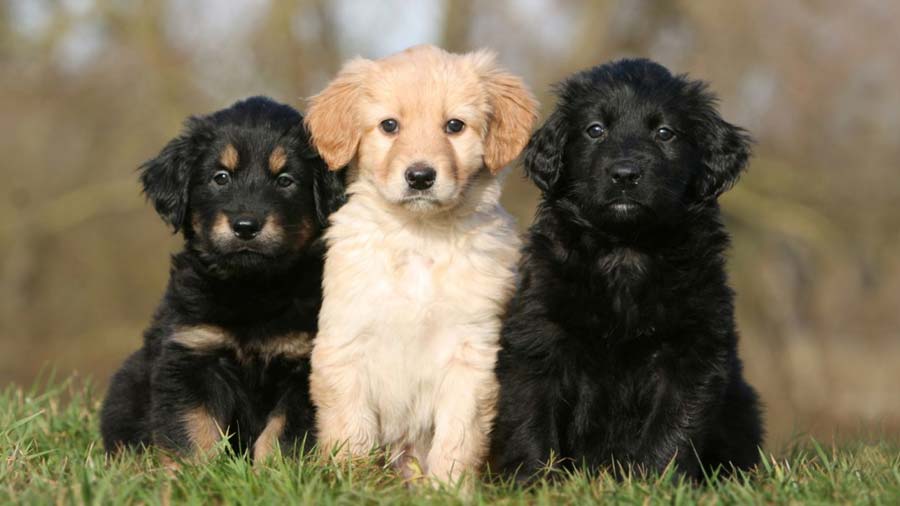 Hovawart Puppy (Puppies, Sitting)