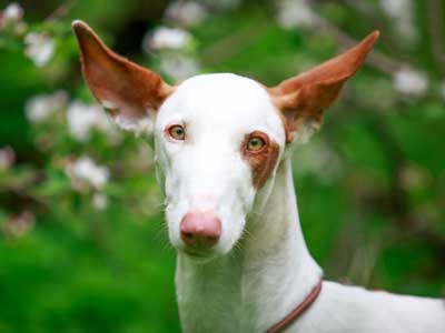 what is the breed of andalusian hound