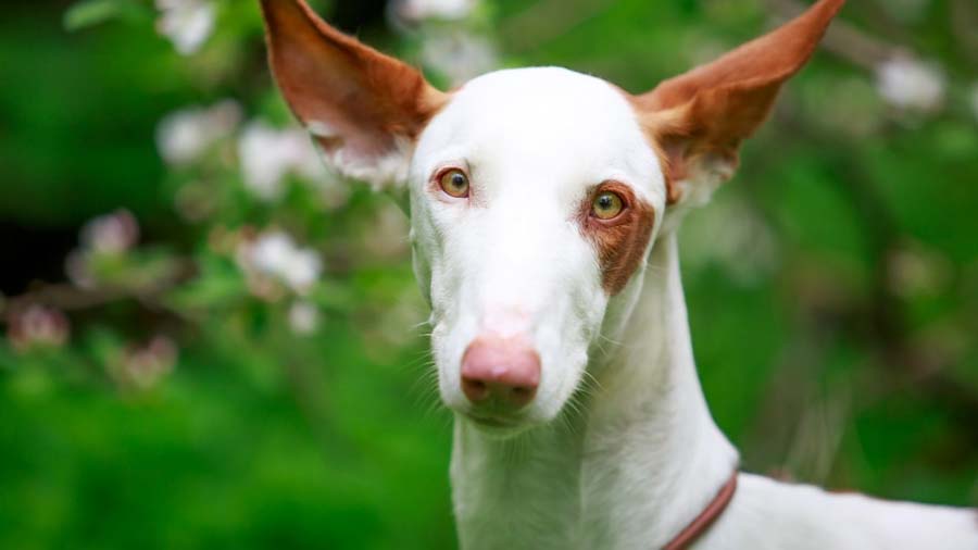 Ibizan Hound Dog (White & Red, Face)