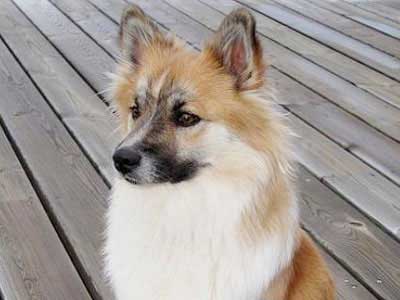 Icelandic Sheepdog